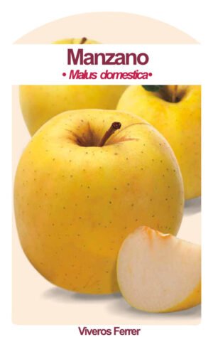 manzano golden delicious