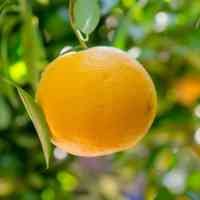 citricos-cerca-benaguacil